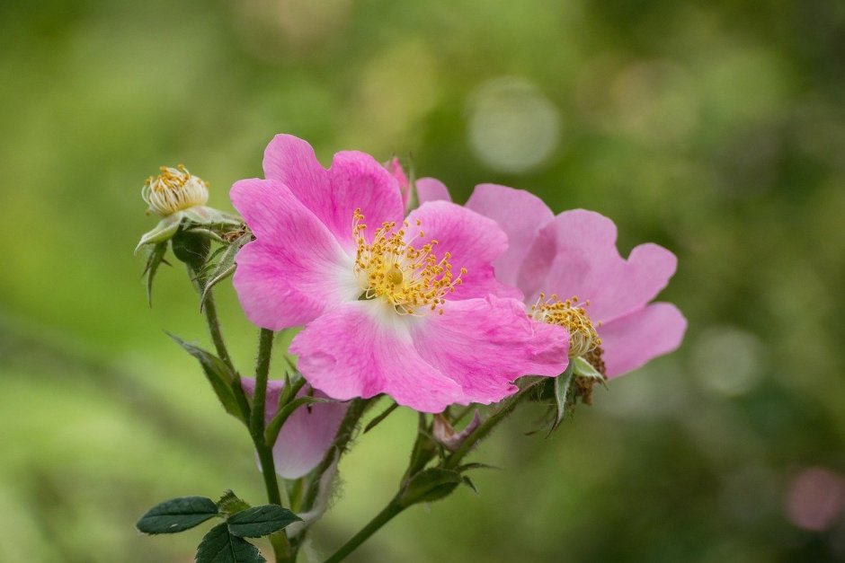 Дикие розовые цветы июль