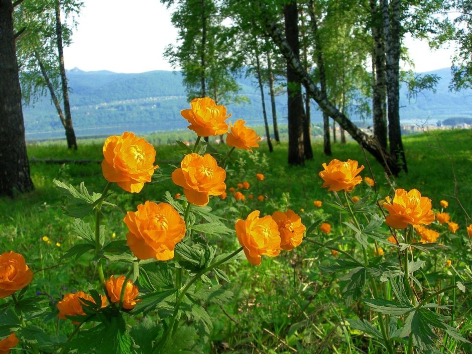 Купальница Алтайская Алтайский заповедник