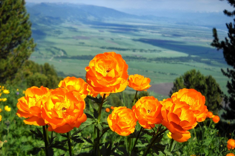 Купальница Алтайская