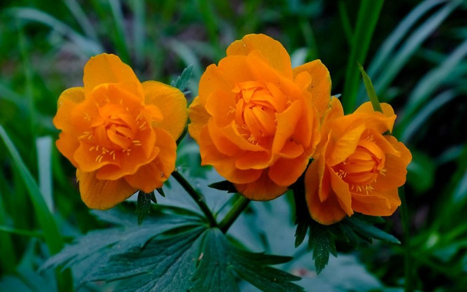 Купальница азиатская Trollius asiaticus