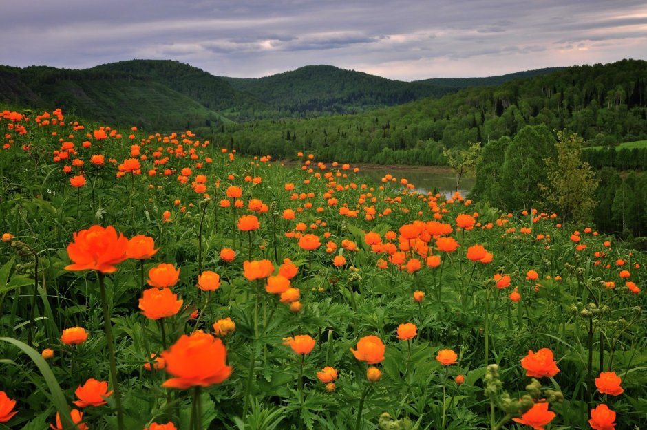 Купальница Алтайская