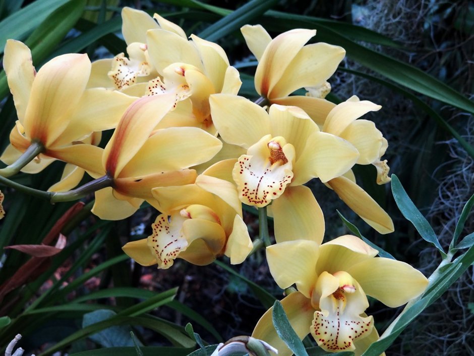 Орхидея золотистого цвета