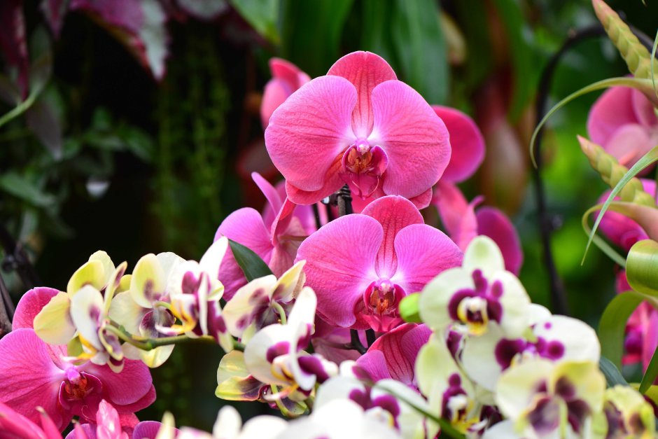 Королевская Орхидея фаленопсис