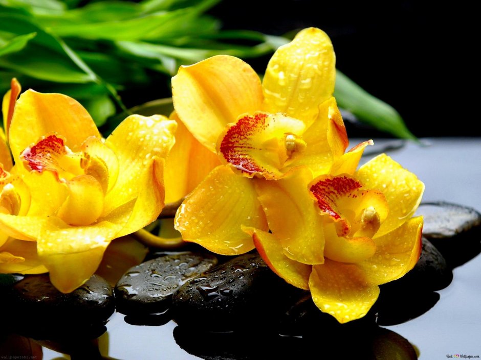 Орхидея золотой Будда