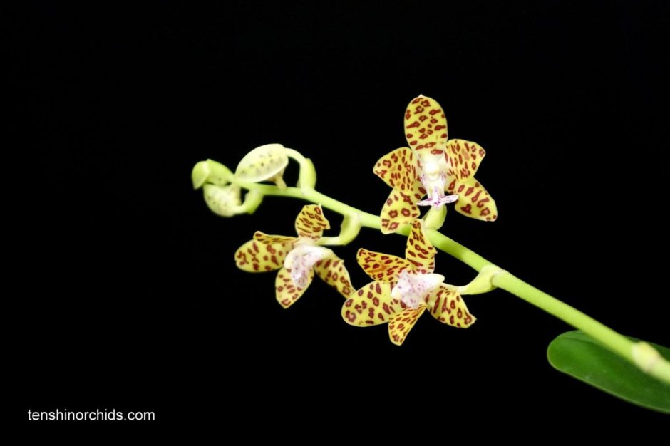 Орхидея фаленопсис Lausanne
