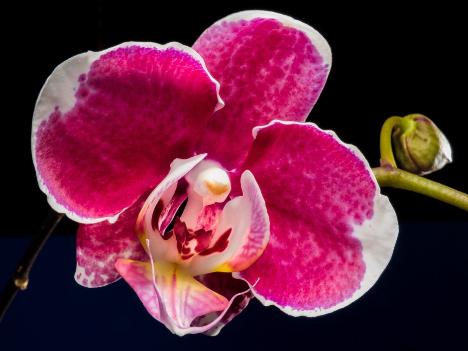 Орхидея фаленопсис малиновый щербет