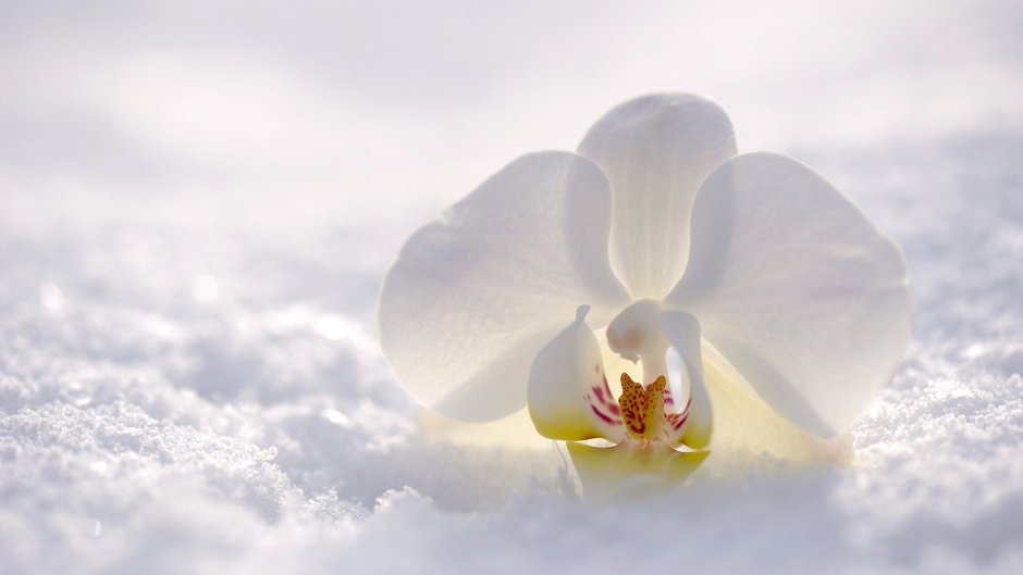 Орхидея белая
