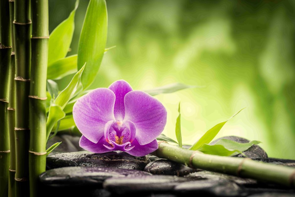 Бамбуковая Орхидея