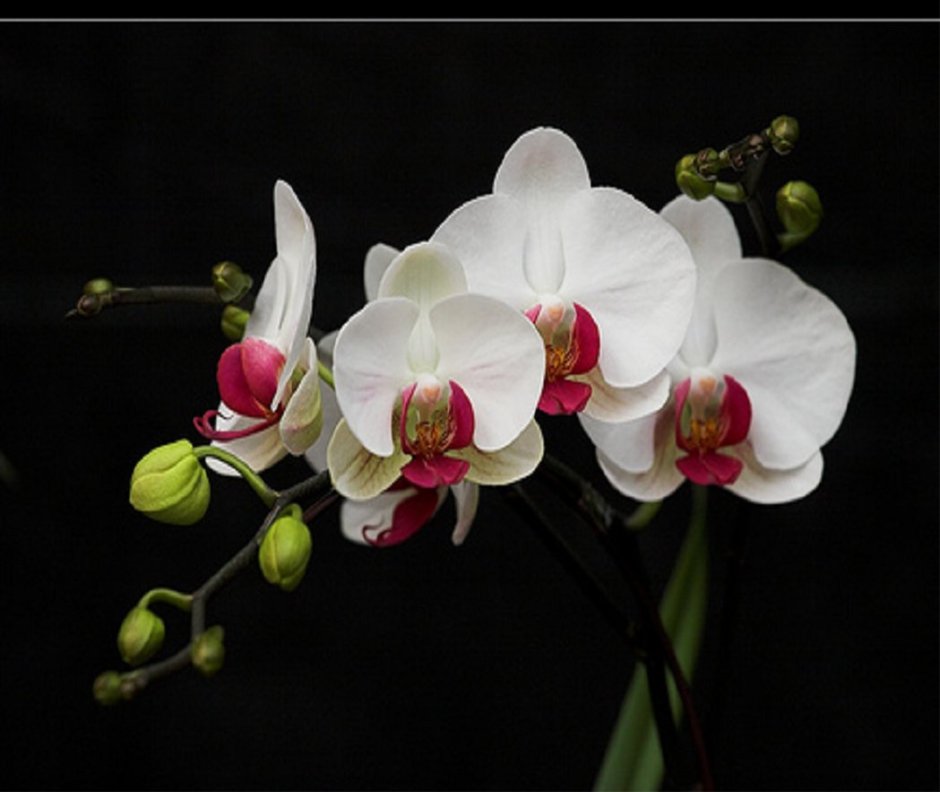 Орхидея Бриони