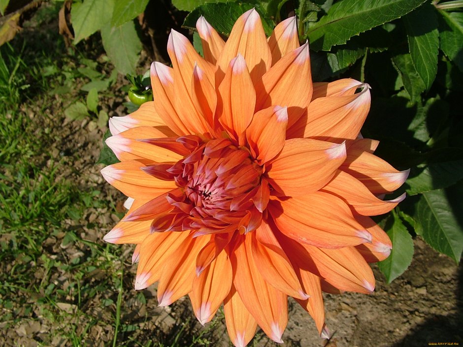 Георгин Dahlia XXL Merida