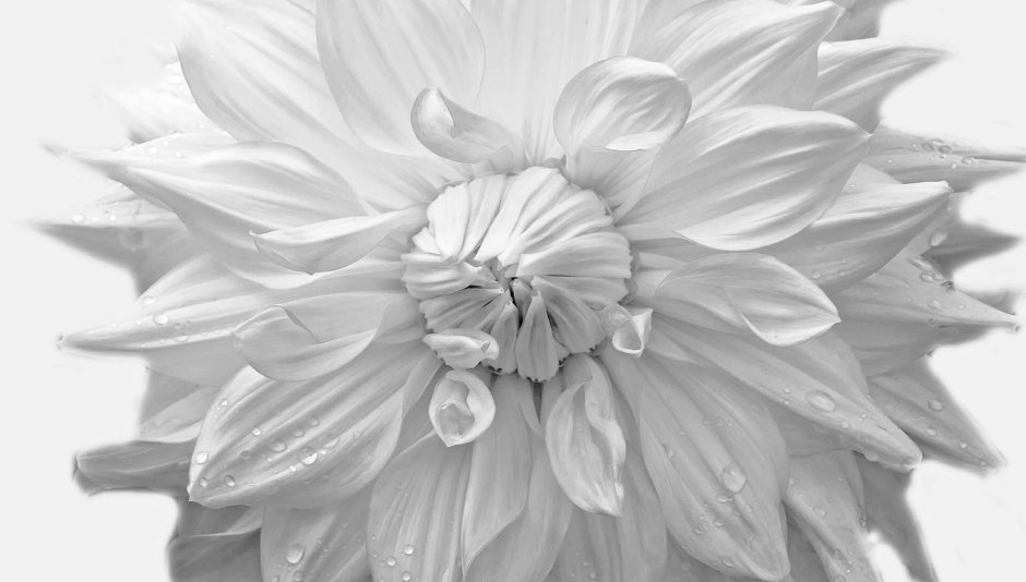 Белые цветы на сером фоне