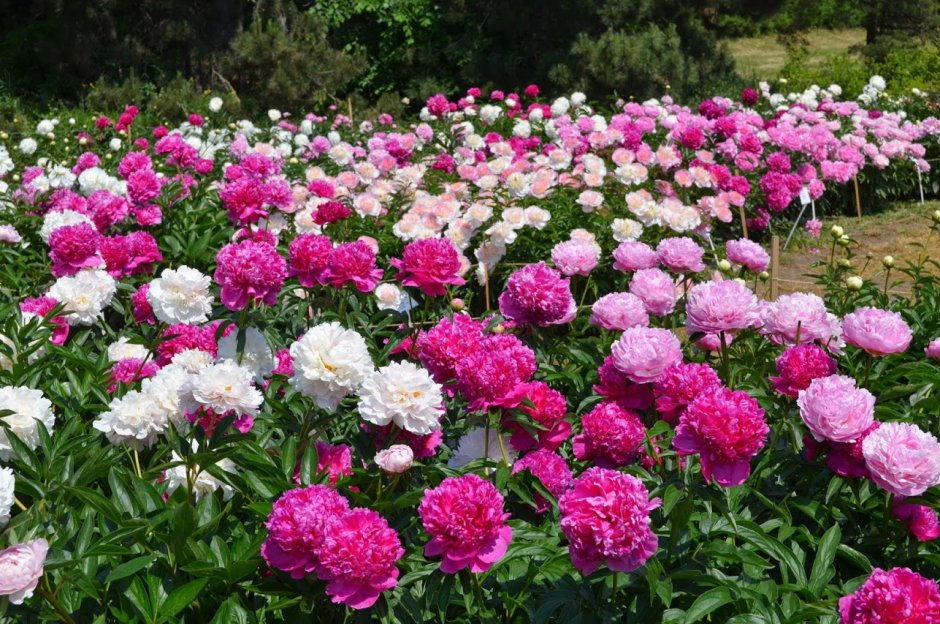 Пион (Paeonia festivity)