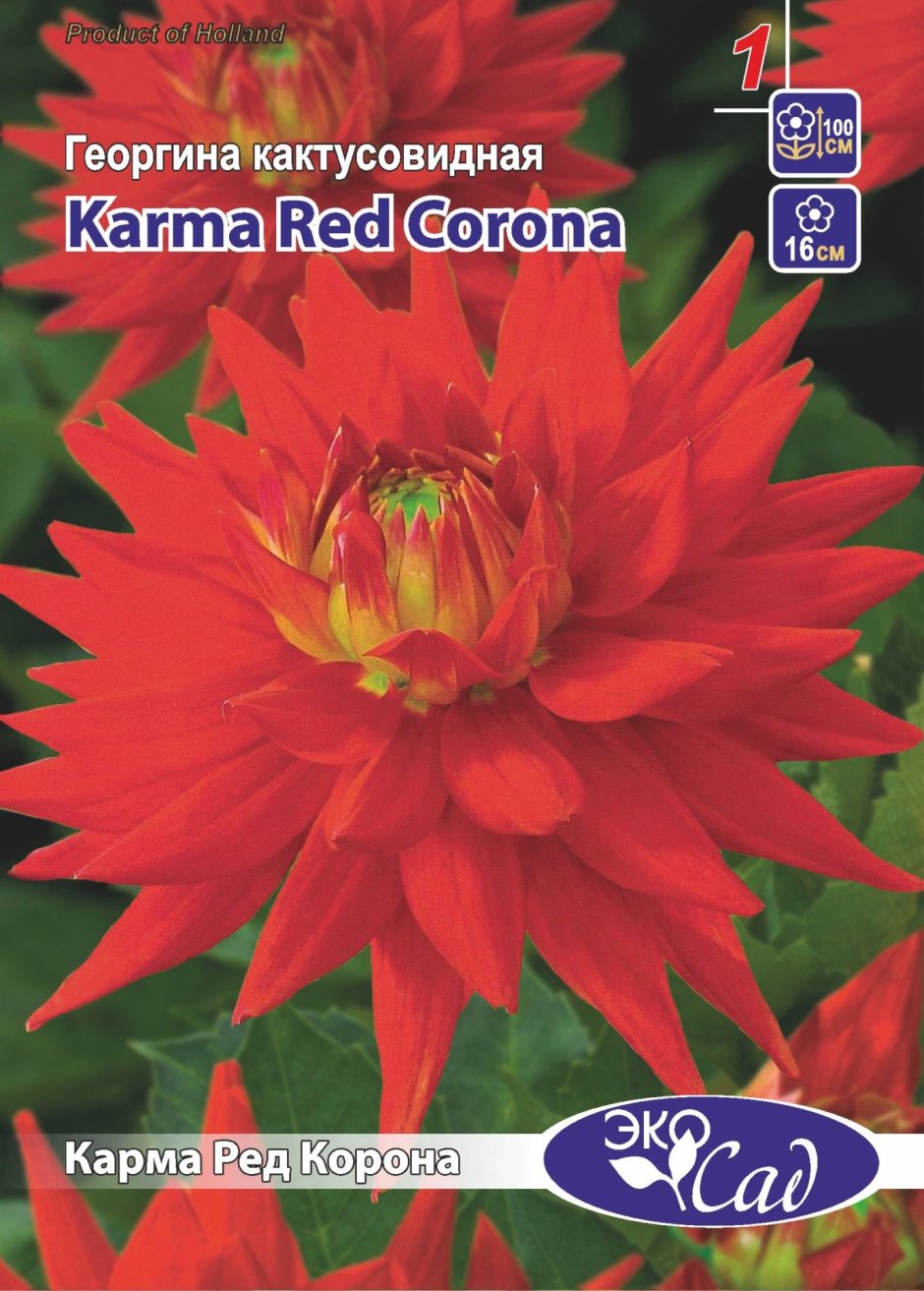 Георгин Karma Corona