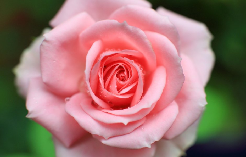 Розовая роза вид сбоку