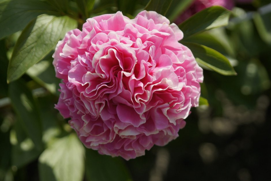 Пион Карнейшен букет Carnation Bouquet