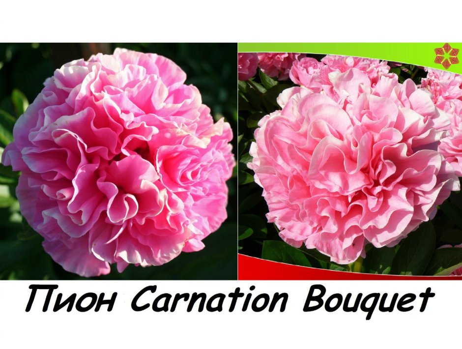 Пион Carnation Вагет