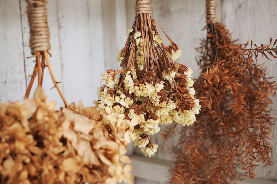 Dried Flowers сухоцветы