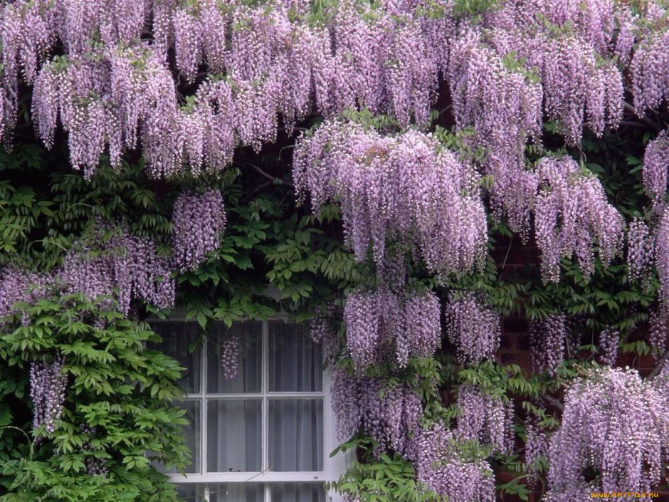 Wisteria sinensis Глициния китайская