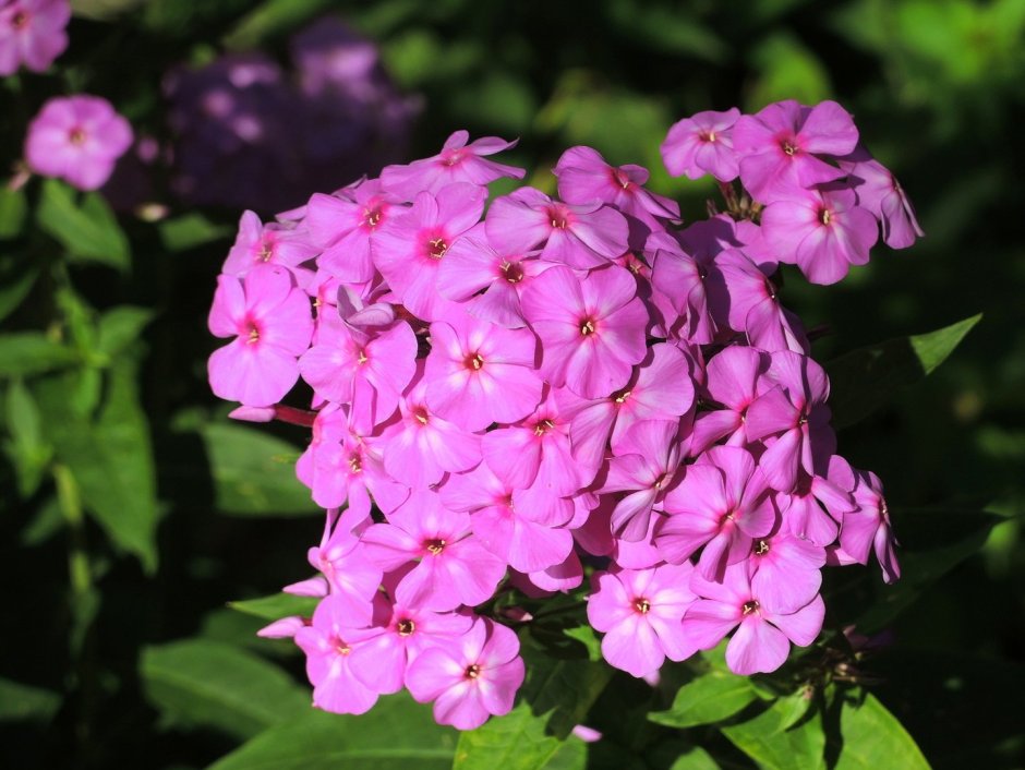 Phlox Tenor