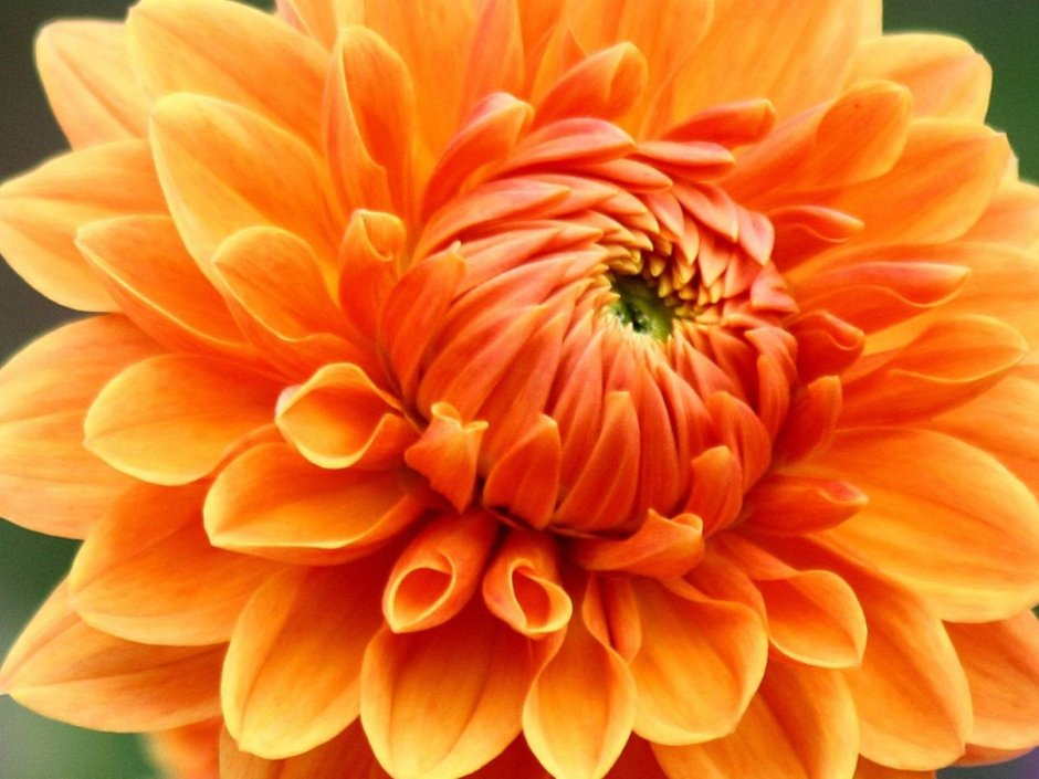 Оранжевый цветок похожий на георгины