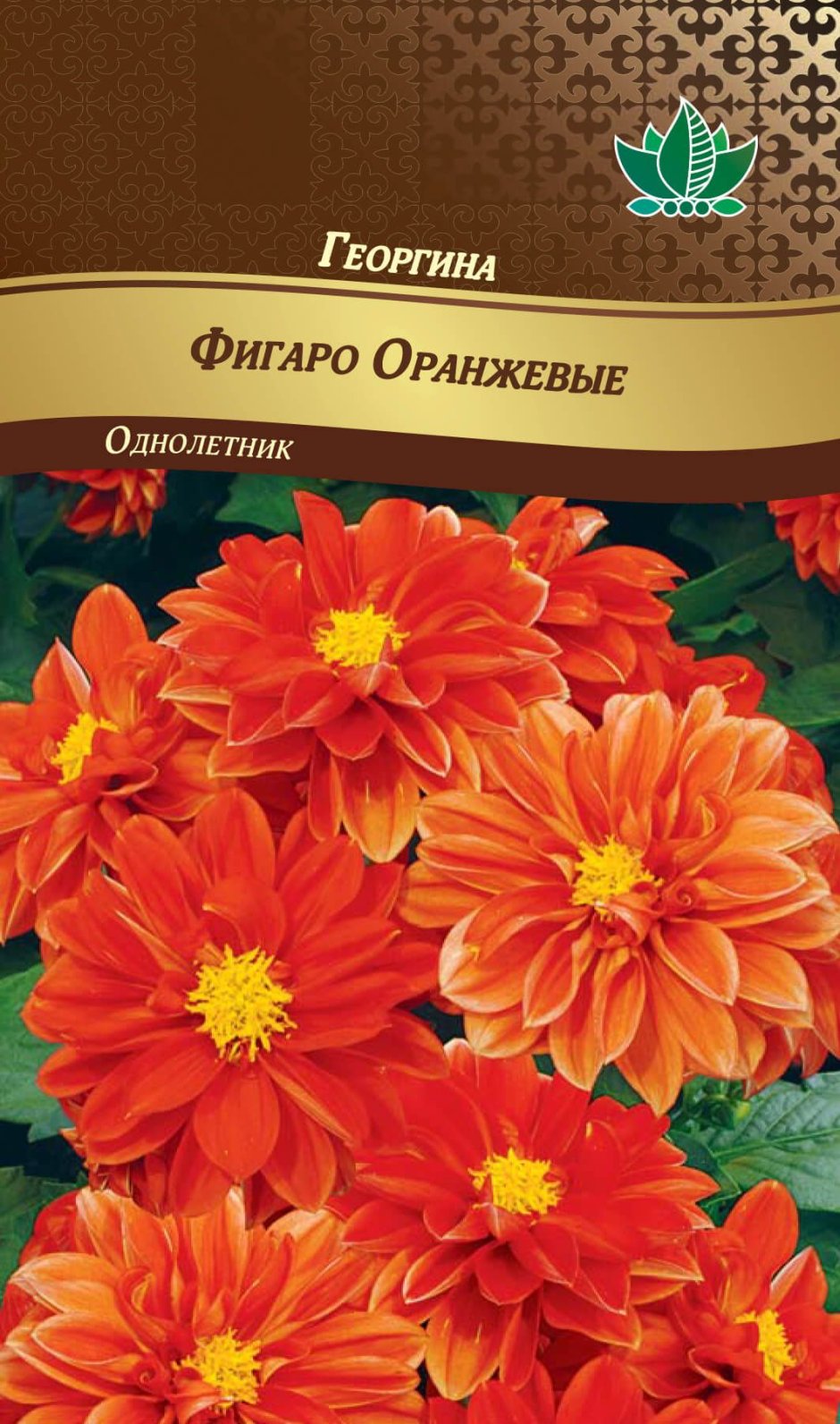 Георгина Фигаро оранжевая