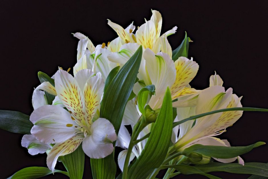 Alstroemeria Aurea