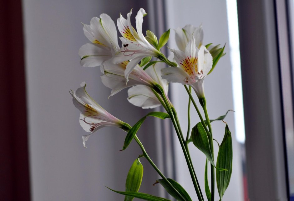 Alstroemeria White