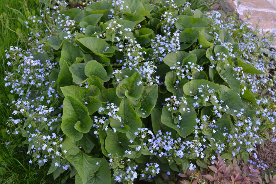 Бруннера Сибирская Brunnera sibirica