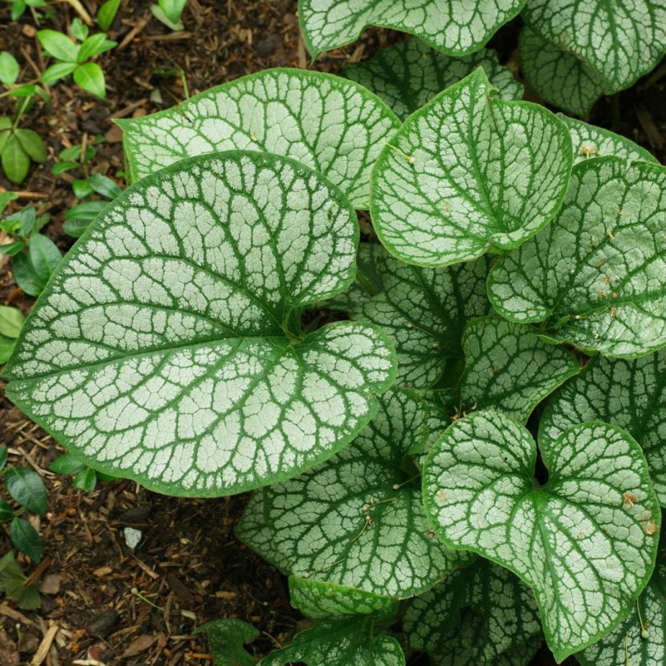 Brunnera macrophylla Jack Frost