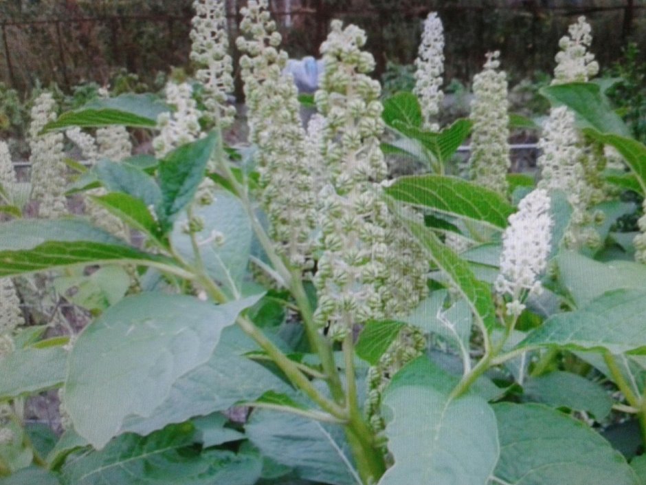 Высокое растение с белыми цветами