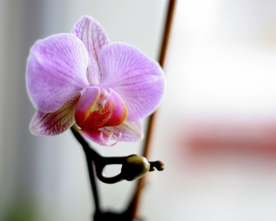 Холкоглоссум Орхидея фаленопсис