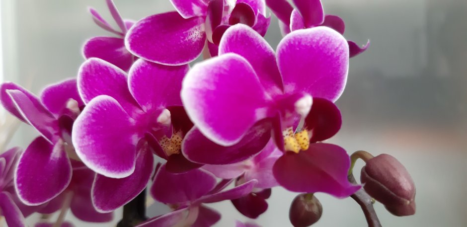 Орхидея пурпурная принцесса фото