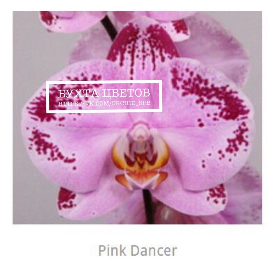 Фаленопсис Pink Dancer