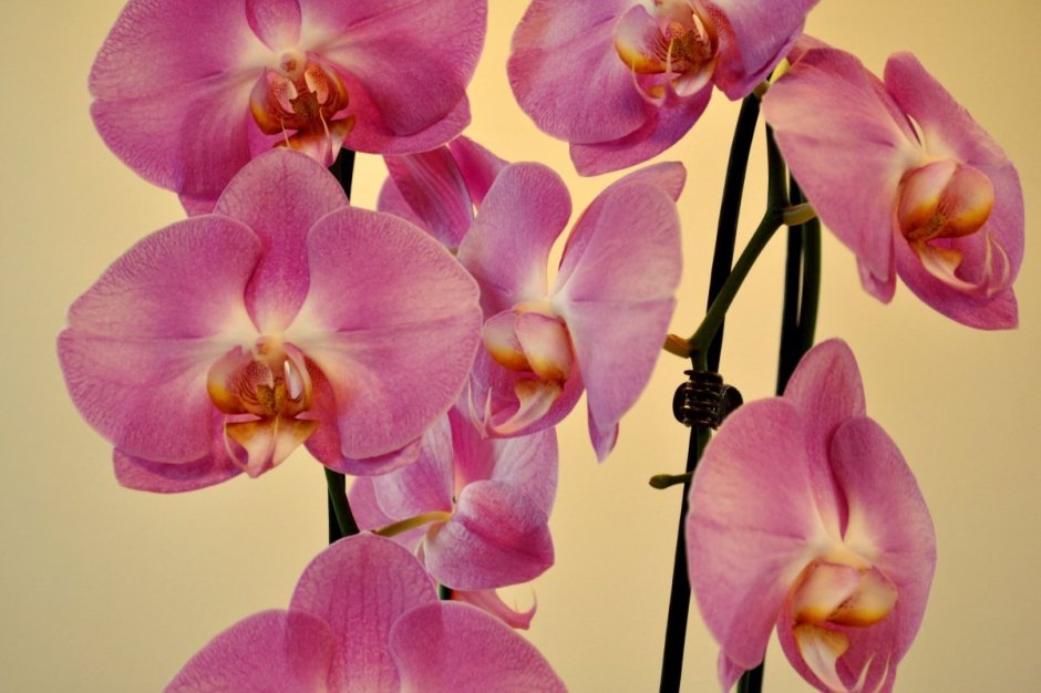 Орхидея Phal Pink