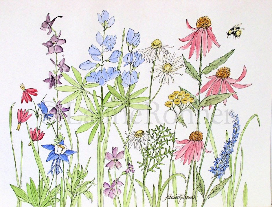 Ботанические цветочные иллюстрации Wildflowers
