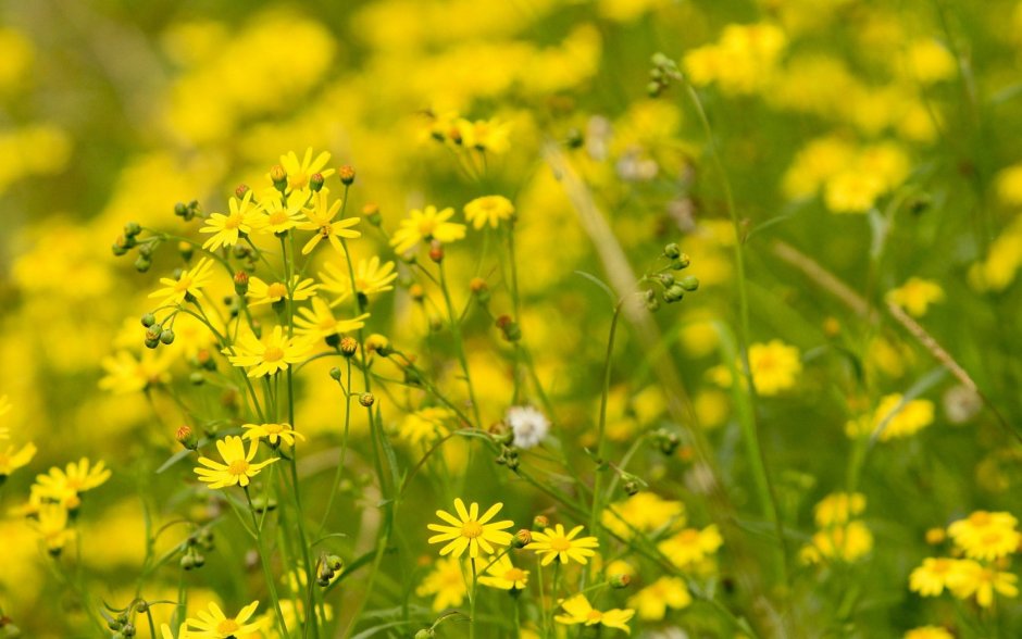 Желтые летние полевые цветы