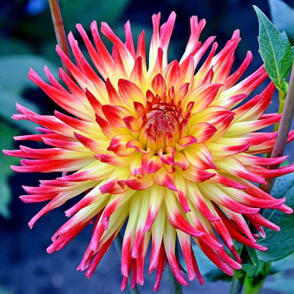 Георгина Dahlia Bluesette