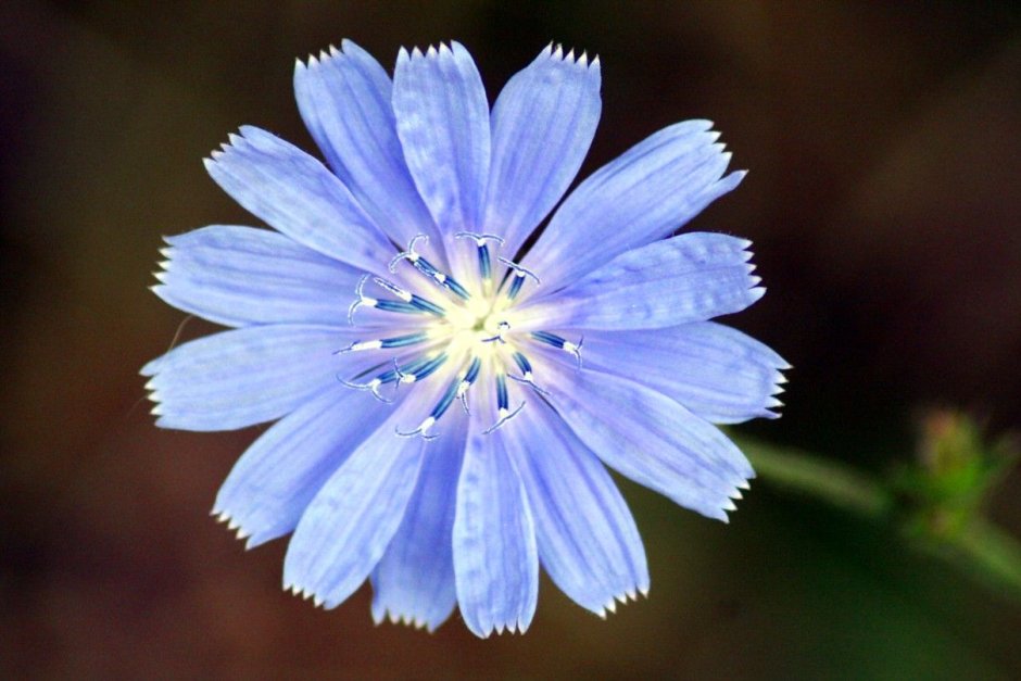 Синий цветочек цикорий