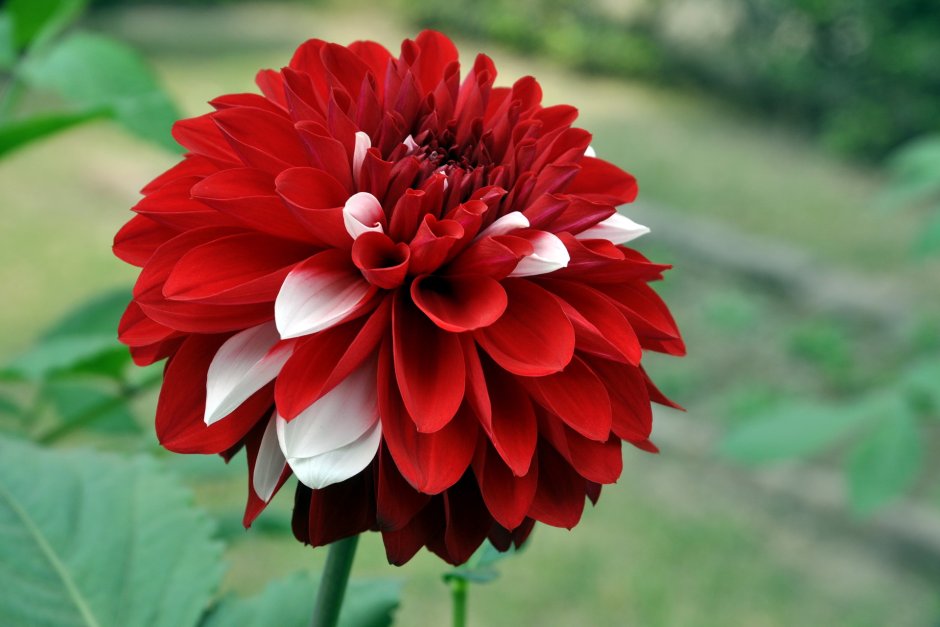 Георгины Dahlia