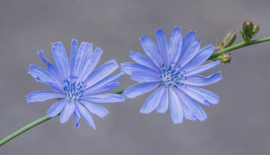 Голубые цветы цикория