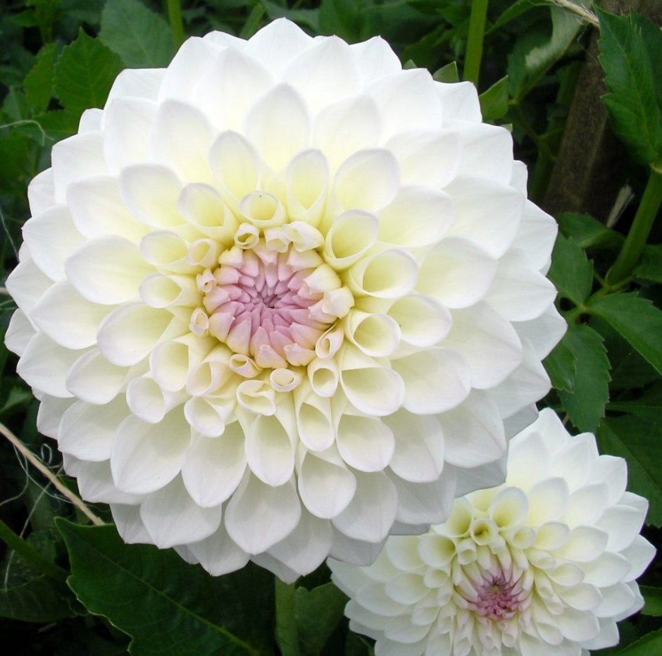 Георгины Dahlia