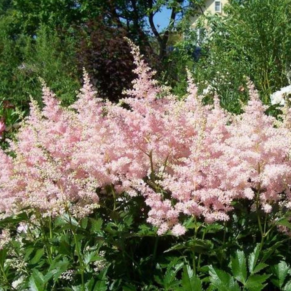 Astilbe japonica Europa