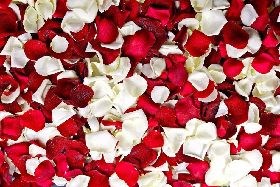 Роза с красно белыми лепестками
