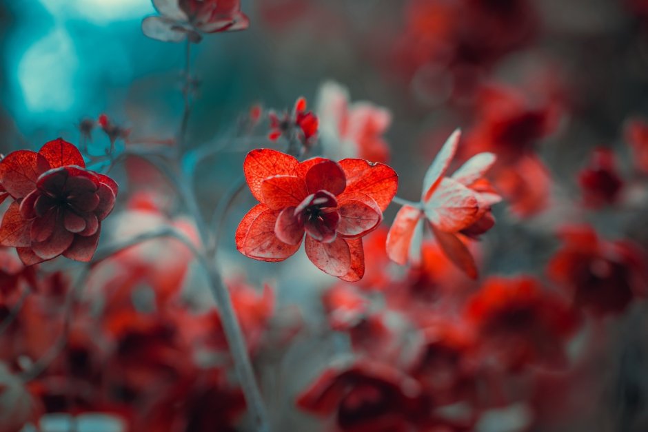 Красный цветок