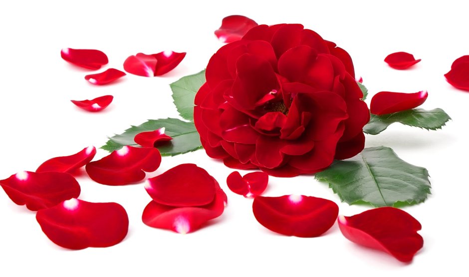 Лепестки красных роз на белом фоне