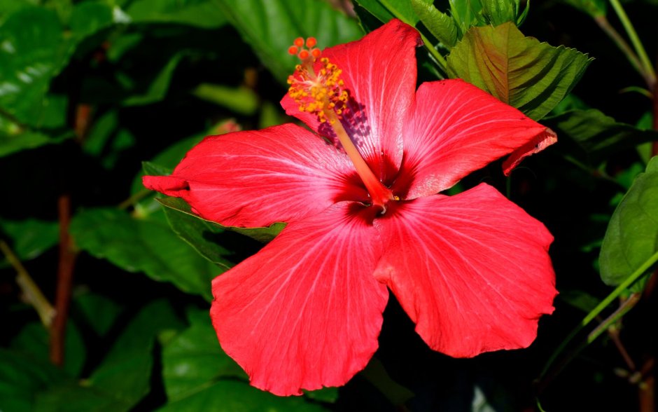 Малайзия национальный цветок красный
