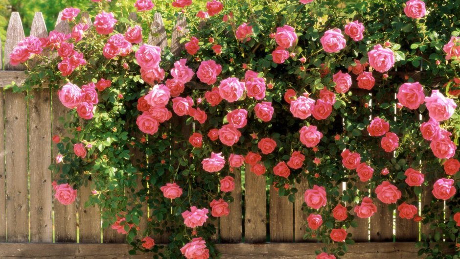 Кустовые розы на заборе