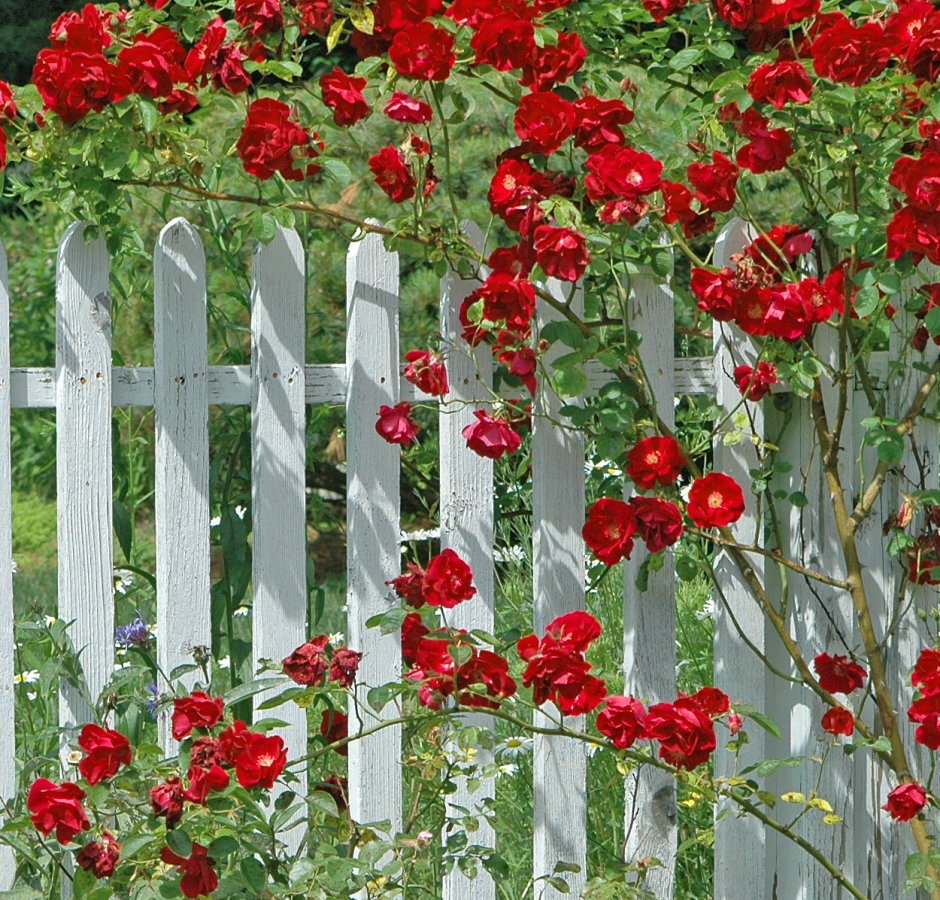 Плетистая роза на заборе