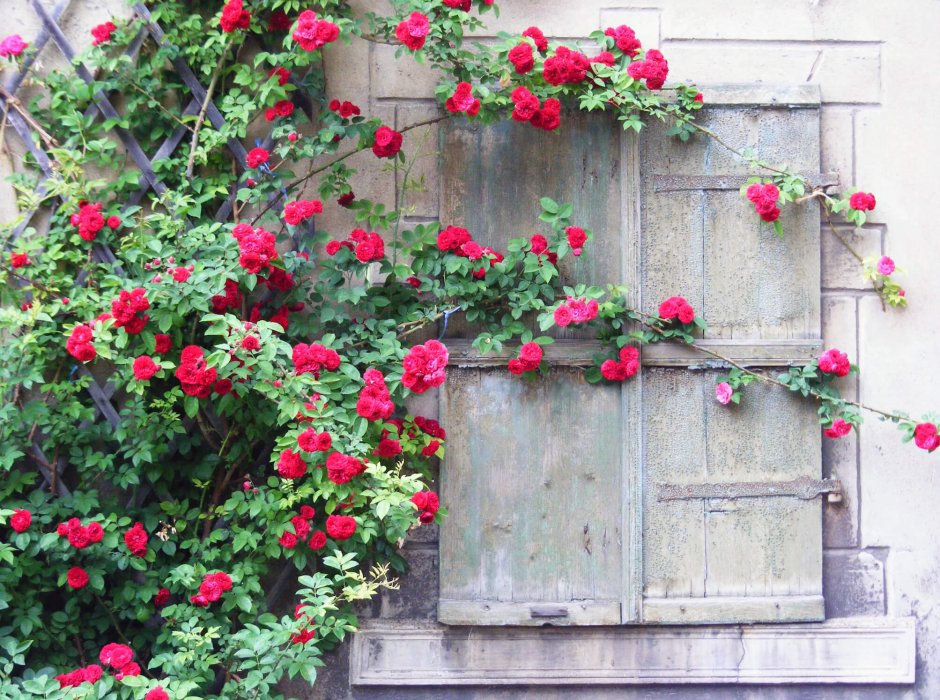 Плетистая роза в палисаднике