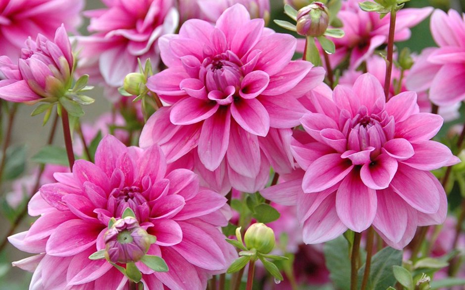 Георгина (Dahlia priceless Pink